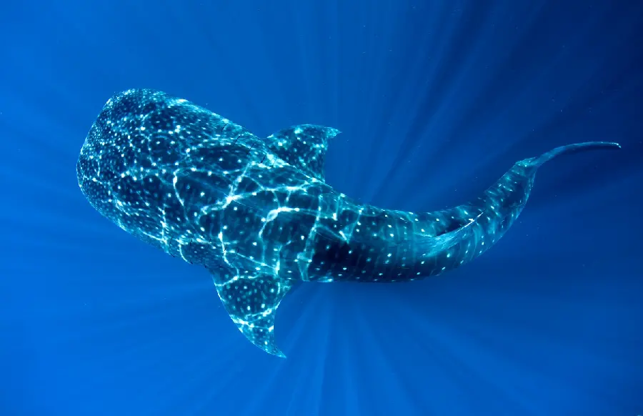Photo of the most terrifying sea animal called whale shark or whale shark
