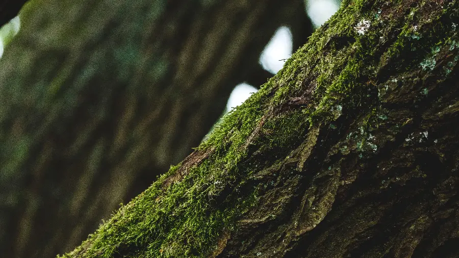 New design and texture of a sturdy, old tree trunk and bark in a humid environment 
