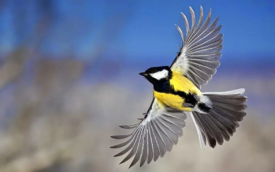 Close-up picture of a bird flying in the sky 