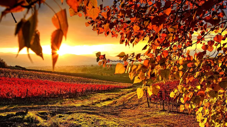 Stock photo of the mood of neglect in the last days of autumn and the beginning of the cold season