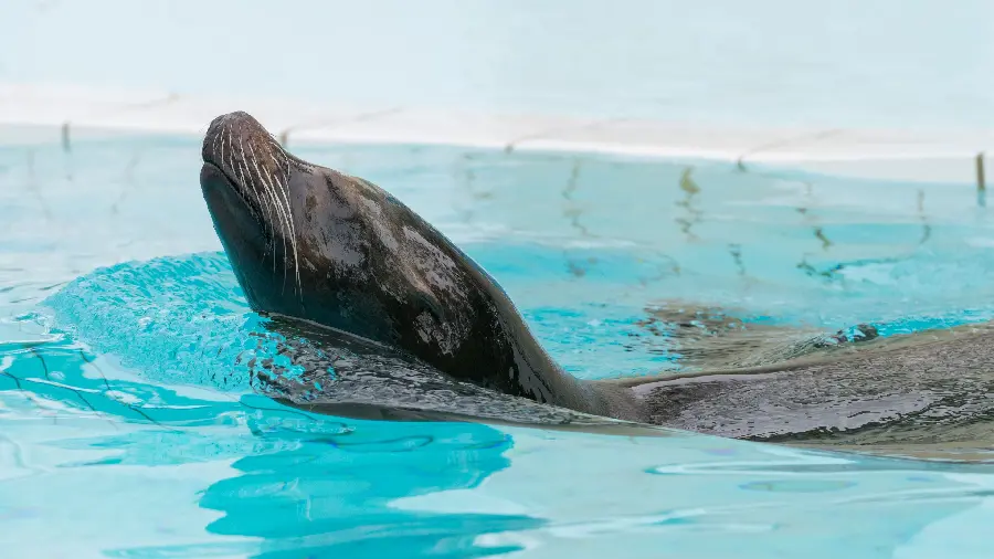 Beautiful and amazing seal wallpaper for large screens