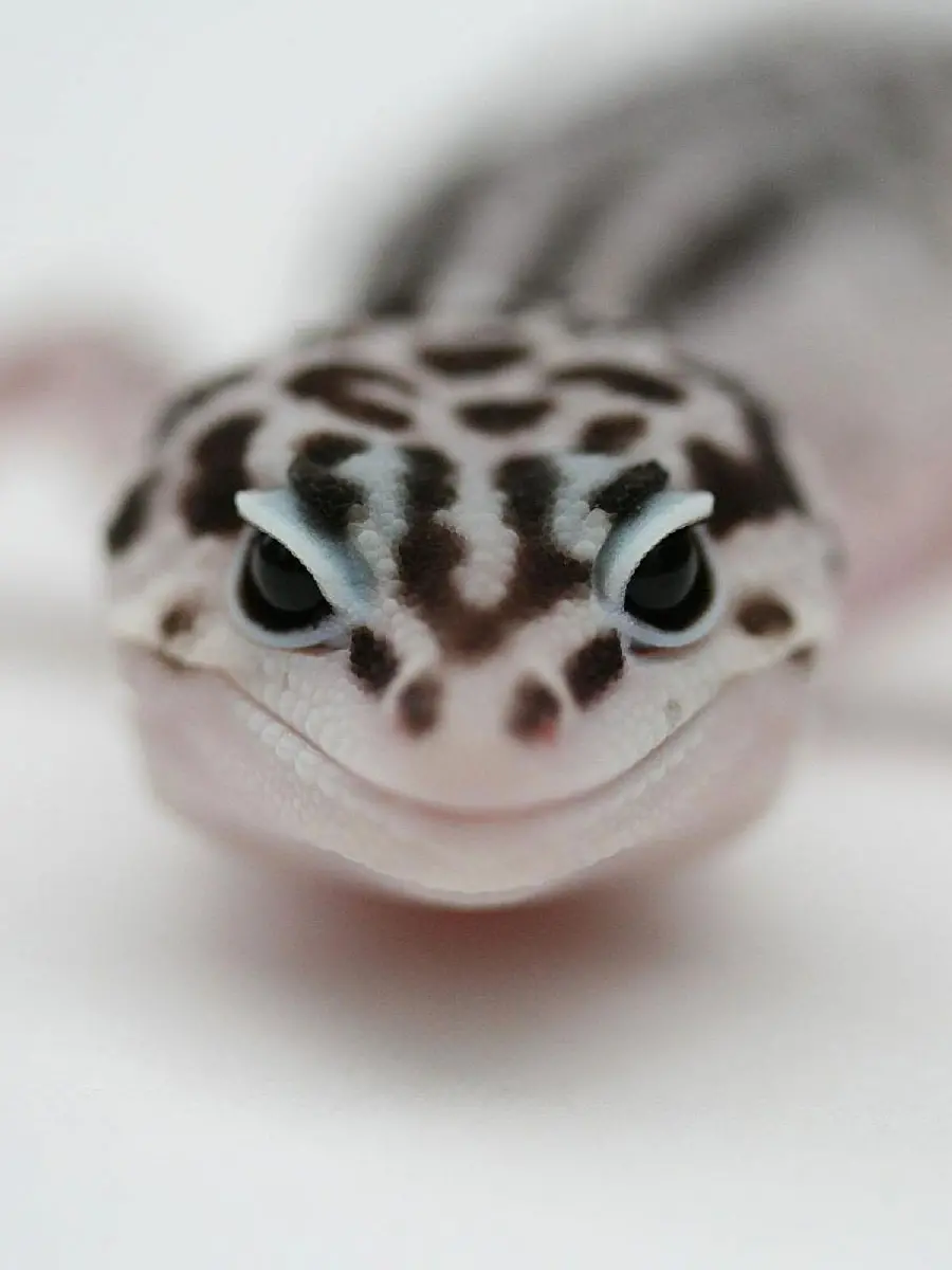 Download background of leopard gecko with salt and googly on a white background
