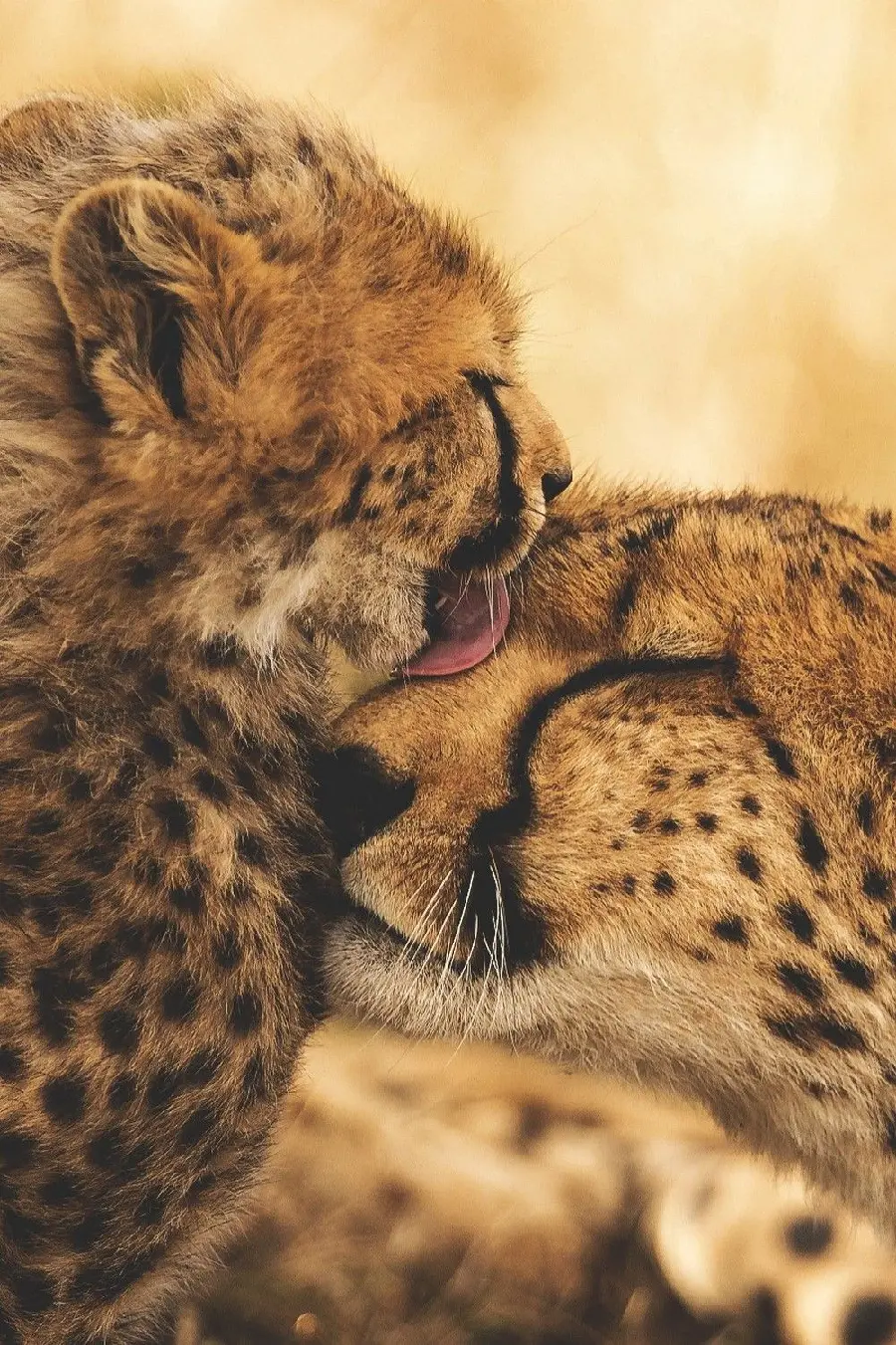 Awesome stock picture of a family of cheetahs for your phone lock screen