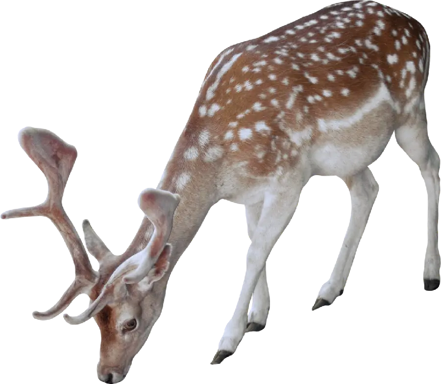 Download PNG photo and teleported Real and wild deer eating 