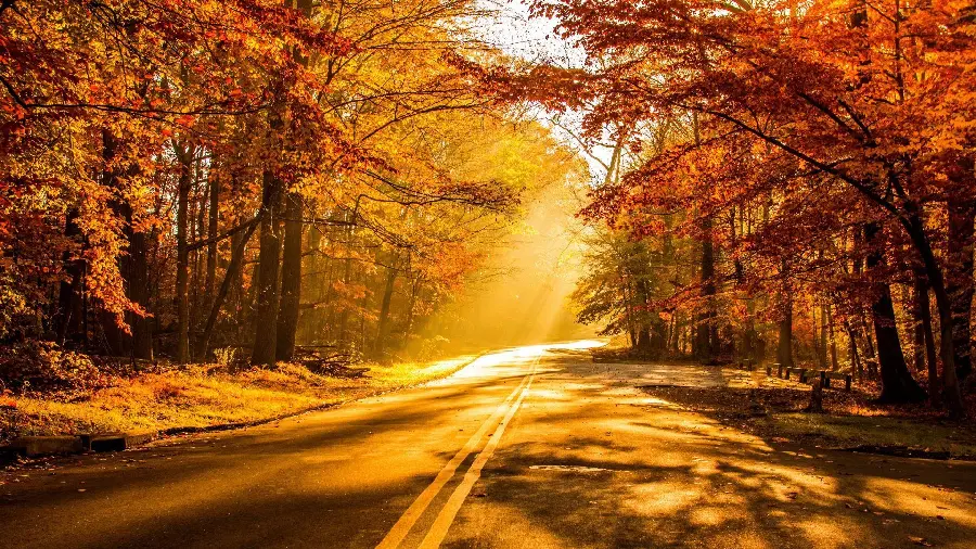 Wallpaper of a sleeping forest, romantic roads, memorable, silent autumn