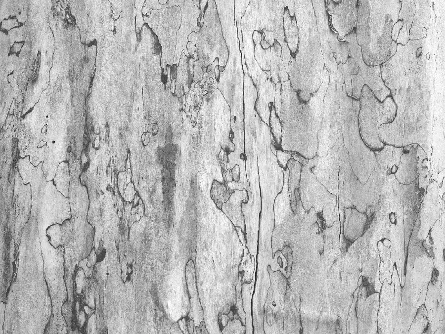 A special white tree bark photo for printing posters and paintings 