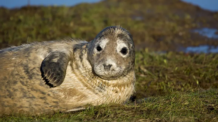 Funny and Fun Picture of a Seal Lying Down and Staring at the Camera