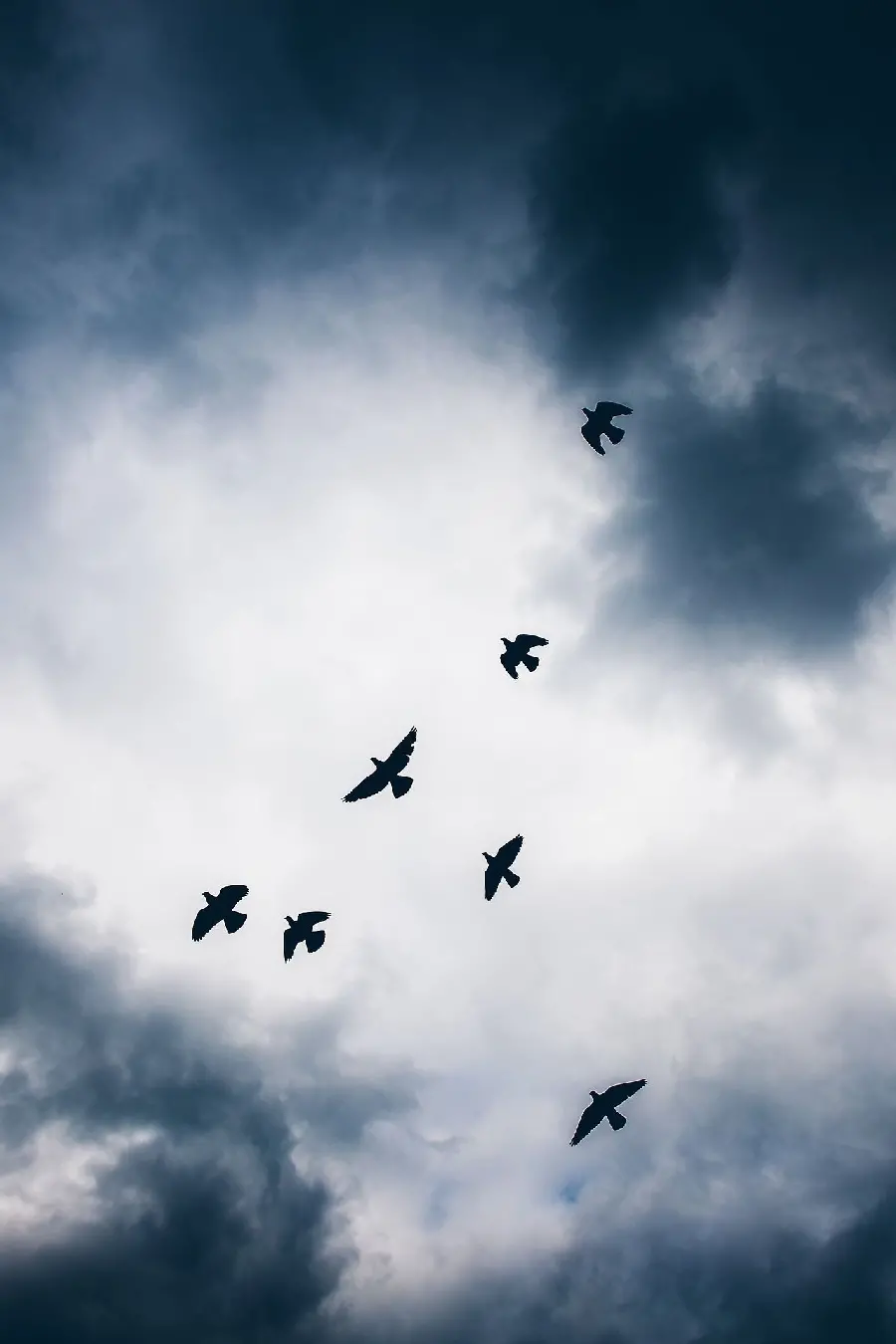 Wallpaper of birds in flight for WhatsApp chat page