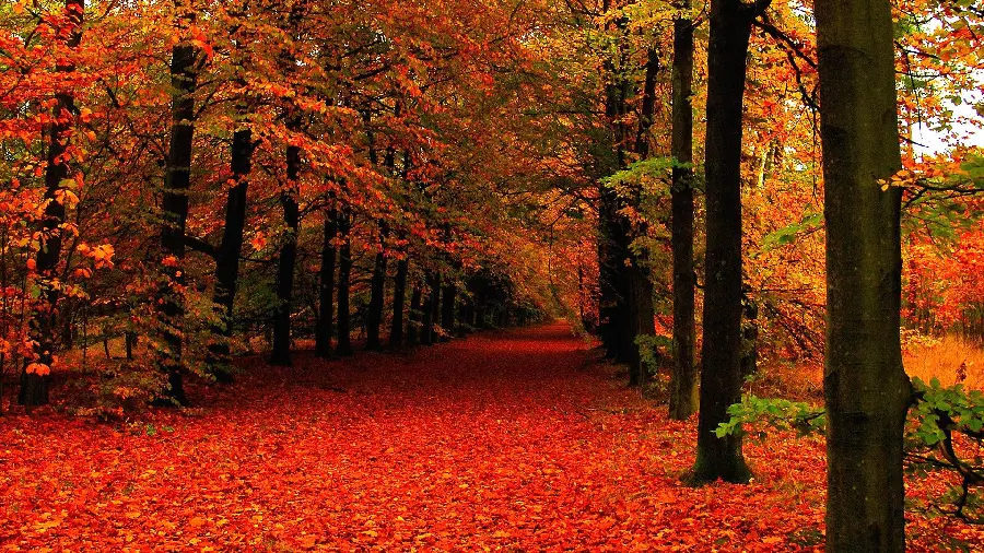 Wallpaper of romantic nostalgic moments in the faded colors of autumn streets and roads