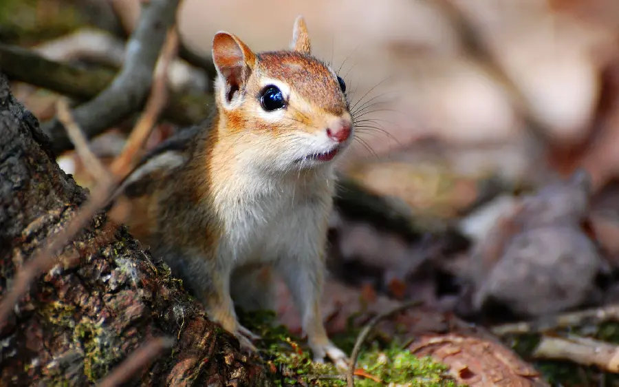 Surprised squirrel background for desktop