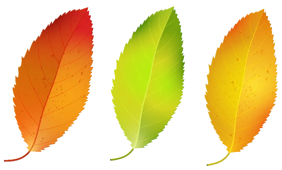 Beautiful and beautiful colorful autumn leaves png