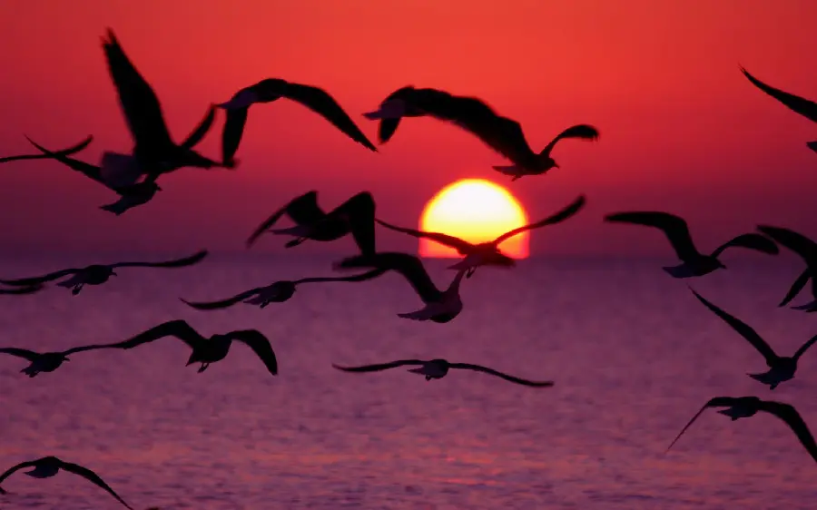 Super beautiful picture of wild birds flying at sunset 