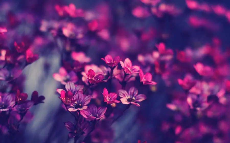 Fantasy photo of tiny purple and pink flowers for virtual page profiles