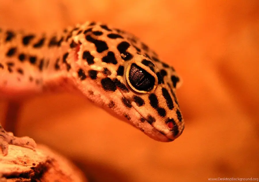 Download background image of leopard gecko, one of the most popular reptiles in pet shops