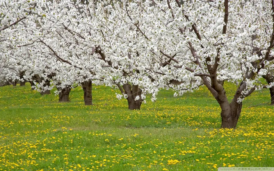 Beautiful Stock Photo of Fruit Blossoms on Trees in a Lush Garden