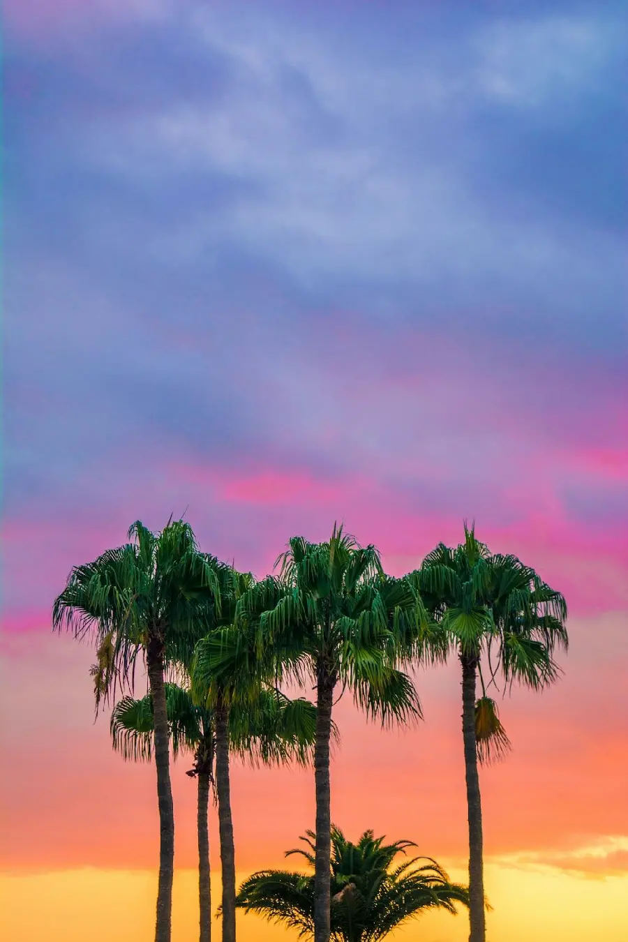 High quality wallpaper of a coconut tree in a beautiful sunset