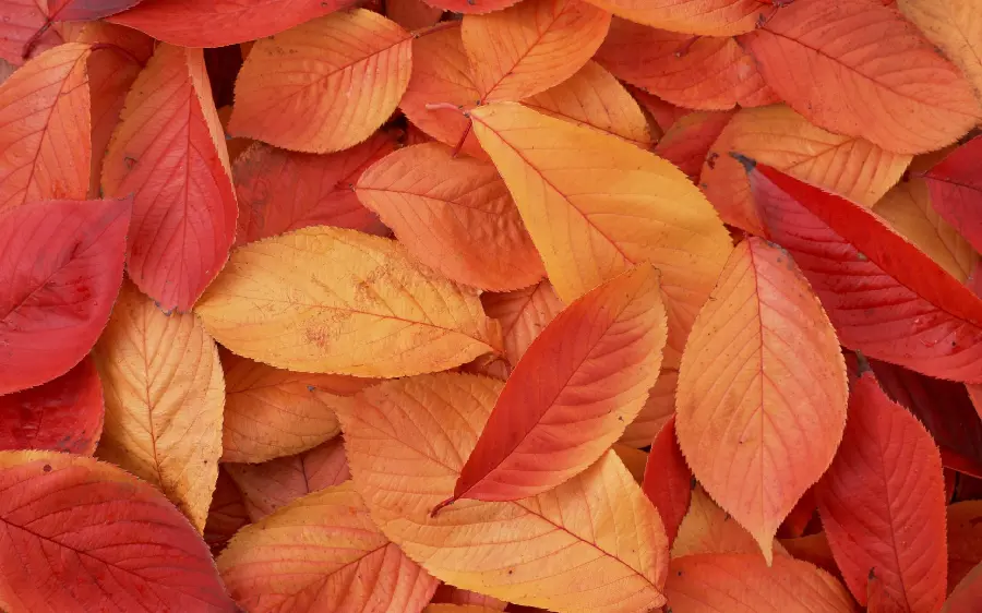Stock photo of natural autumn leaves for printing on t-shirts