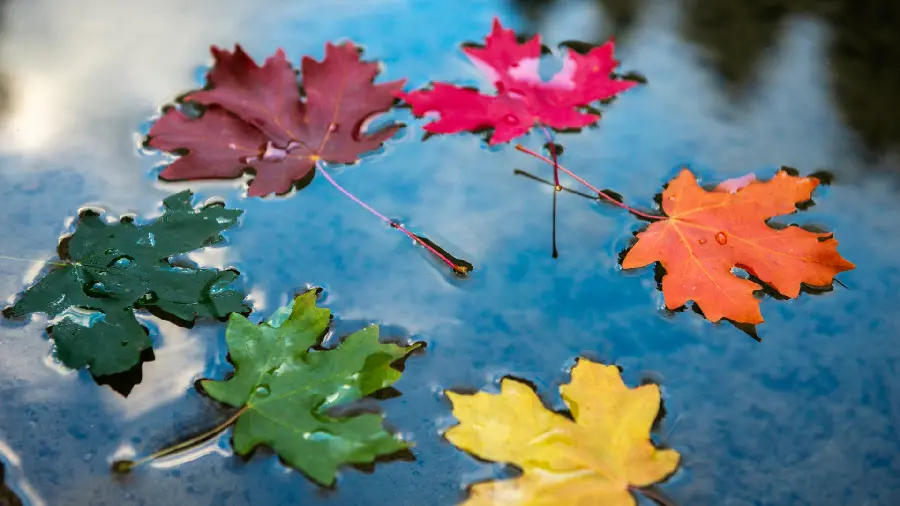 Stylish and special wallpaper of colorful autumn leaves of maple submerged in water in HD quality