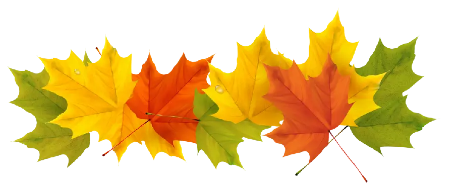 PNG image of beautiful and colorful autumn leaves