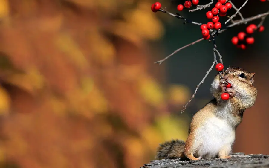 Amazing quality squirrel wallpaper Eating fruit