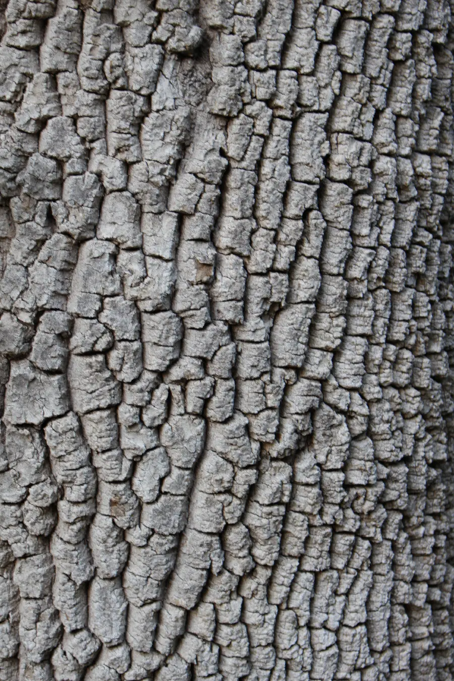 The most interesting design and texture on Tree trunk in full HD quality 
