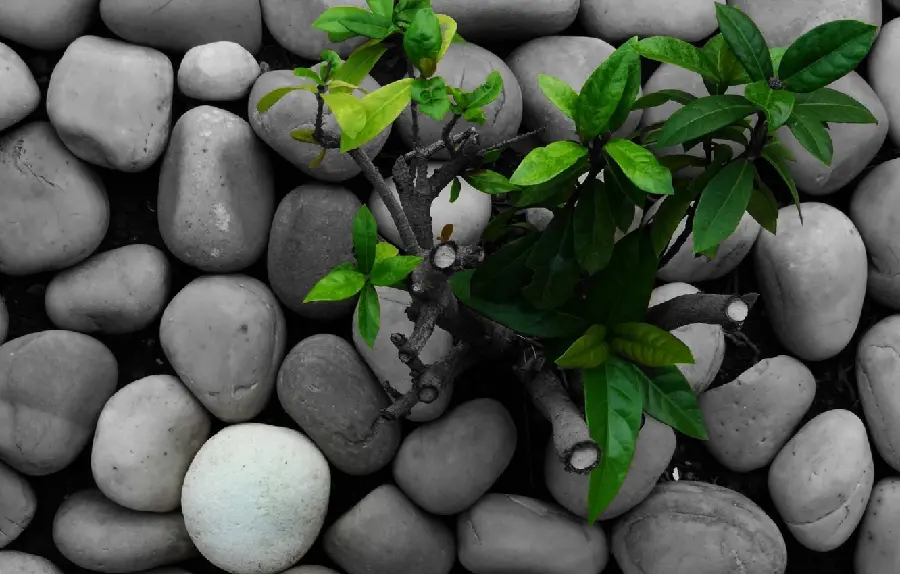 Download an extraordinary wallpaper of smooth and interesting stones 