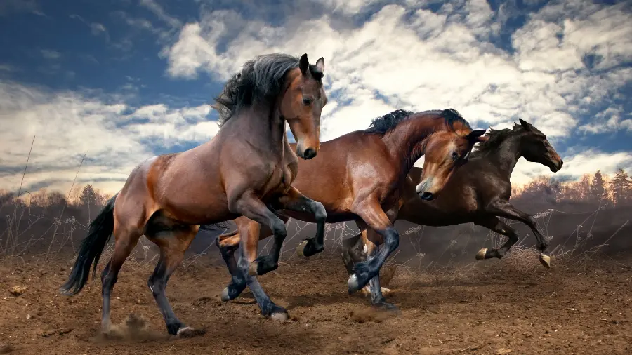 Artistic photo of wild and free brown horses in nature