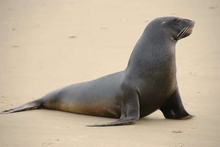 Beautiful Seal Wallpaper for Smart TV Backgrounds