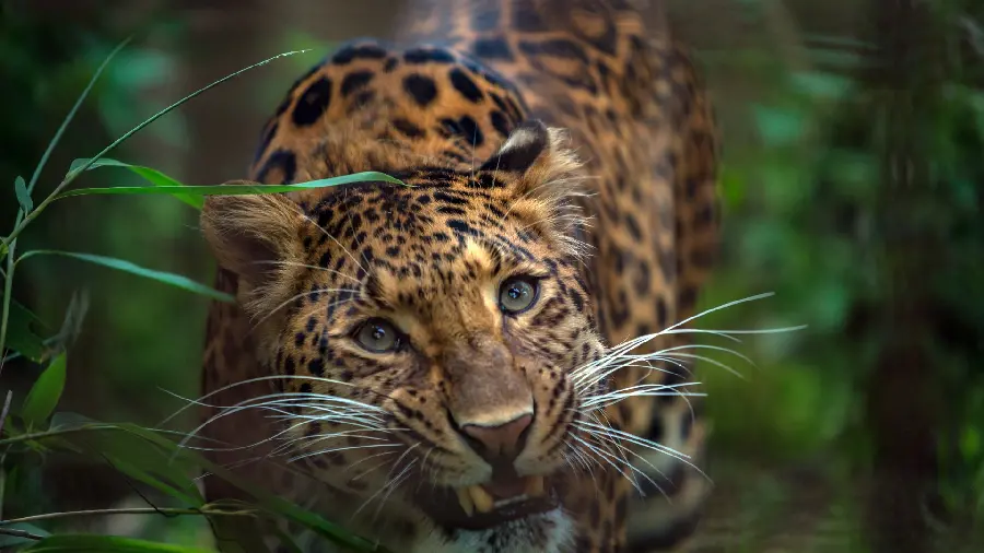 Download background for laptop with beautiful leopard design 
