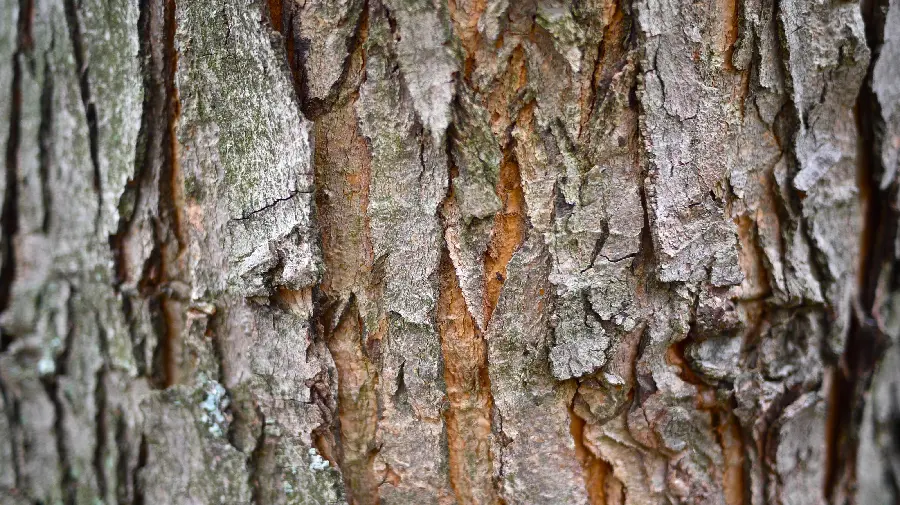 Download stock photo of old tree trunk bark for printing without loss of quality 