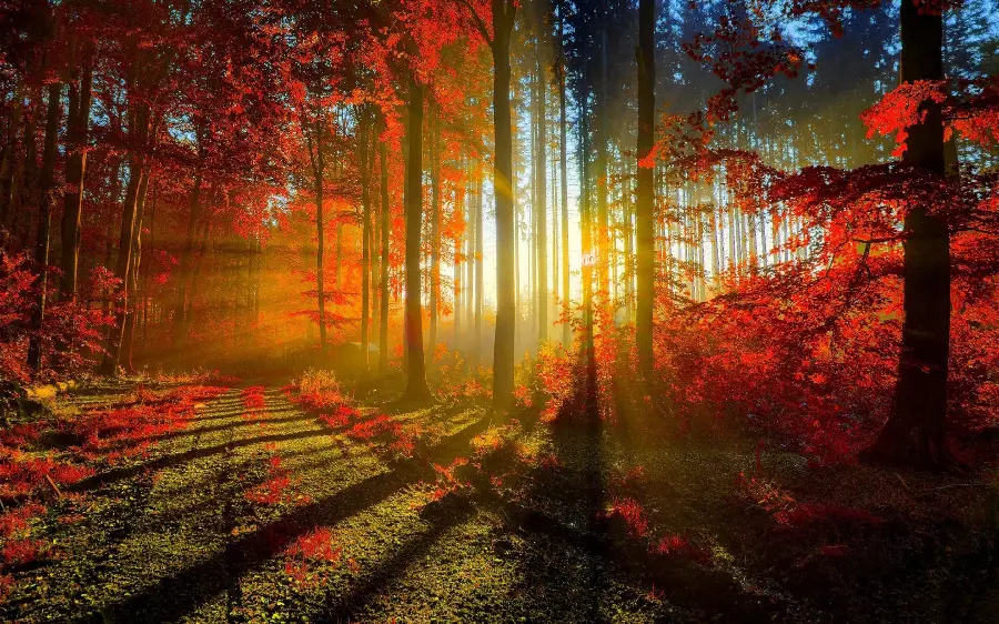 The gentle cold and the world of autumn emotions in the magic of the colorful world of autumn