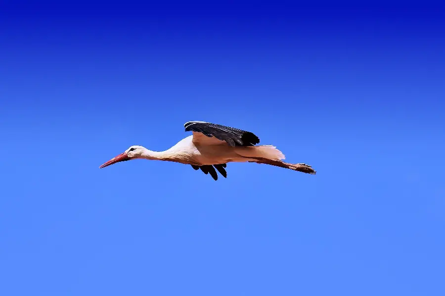 Wallpaper with the best angle of photography of a stork flying in the sky