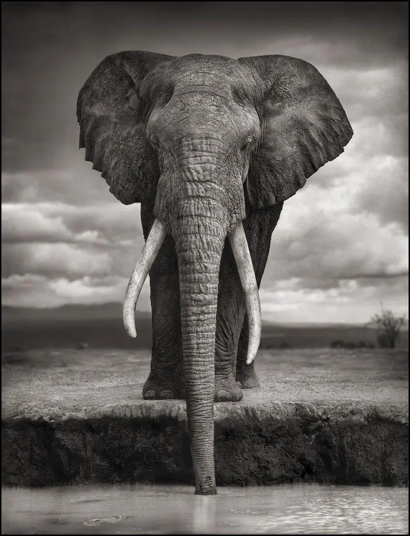 Fine Art Photography Wallpaper Beautiful of a big elephant for the phone screen 