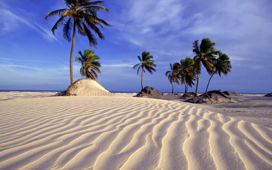 Photo of coconut trees in nature and soft sand landscape