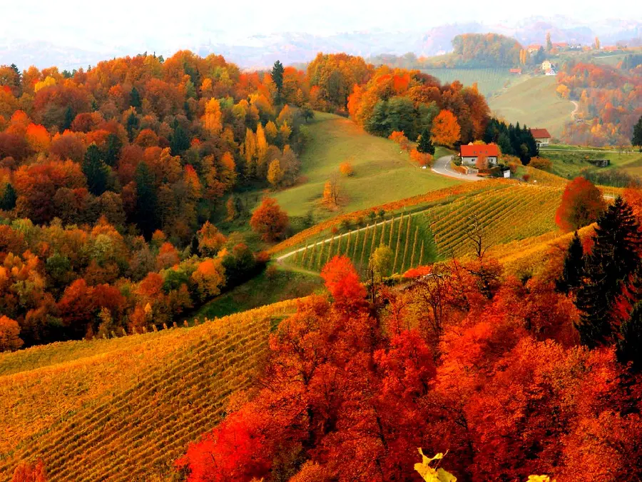 New cool autumn background with waterfall and dense forest design 