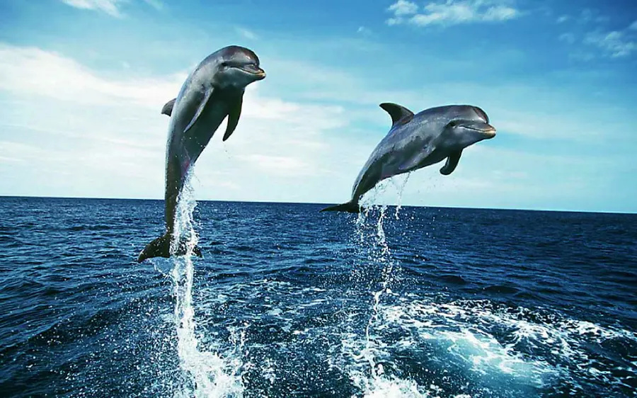 Artistic photo of dolphins swimming in open water Dolphin Jump
