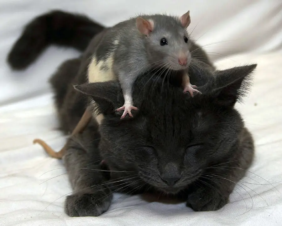 The cutest picture of a real friendly mouse and cat in high quality