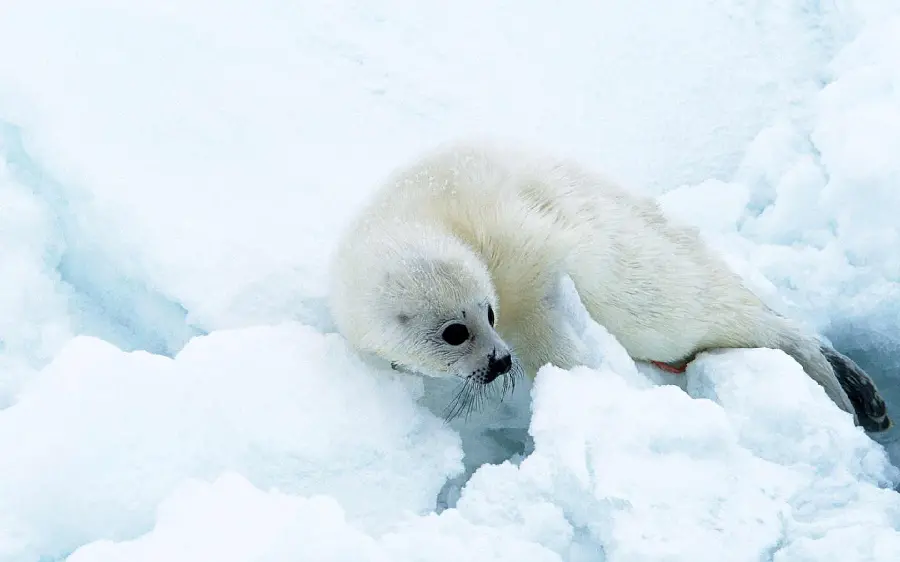 Unique Caspian Sea snow seal background photo