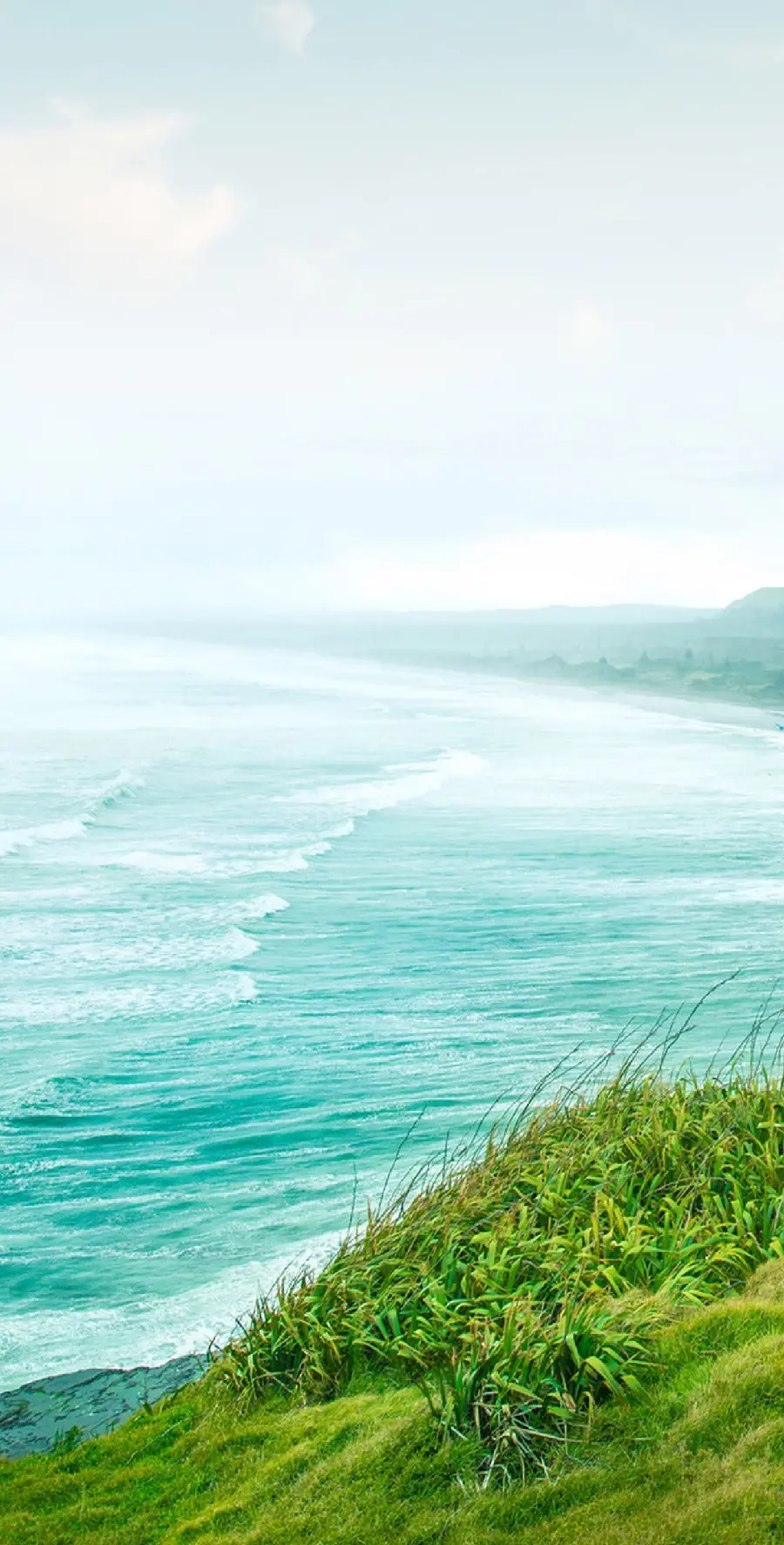 The most beautiful photo of lush beach grass in sunny weather