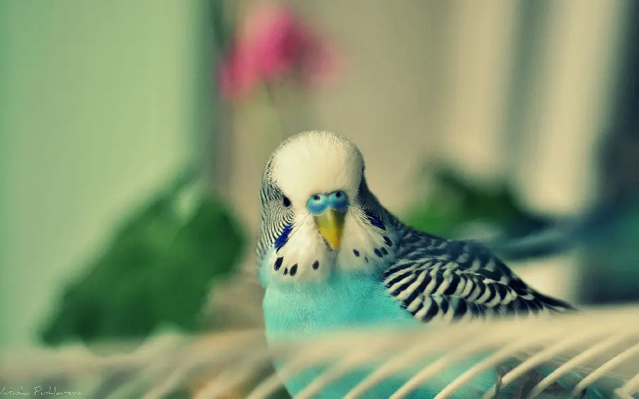 Download the photo of the beautiful and loving bird known as the lovebird