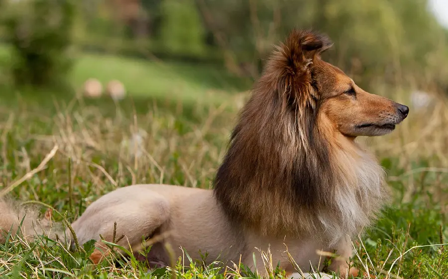 Shetland Sheepdog Wallpaper for Animal Lovers Profiles