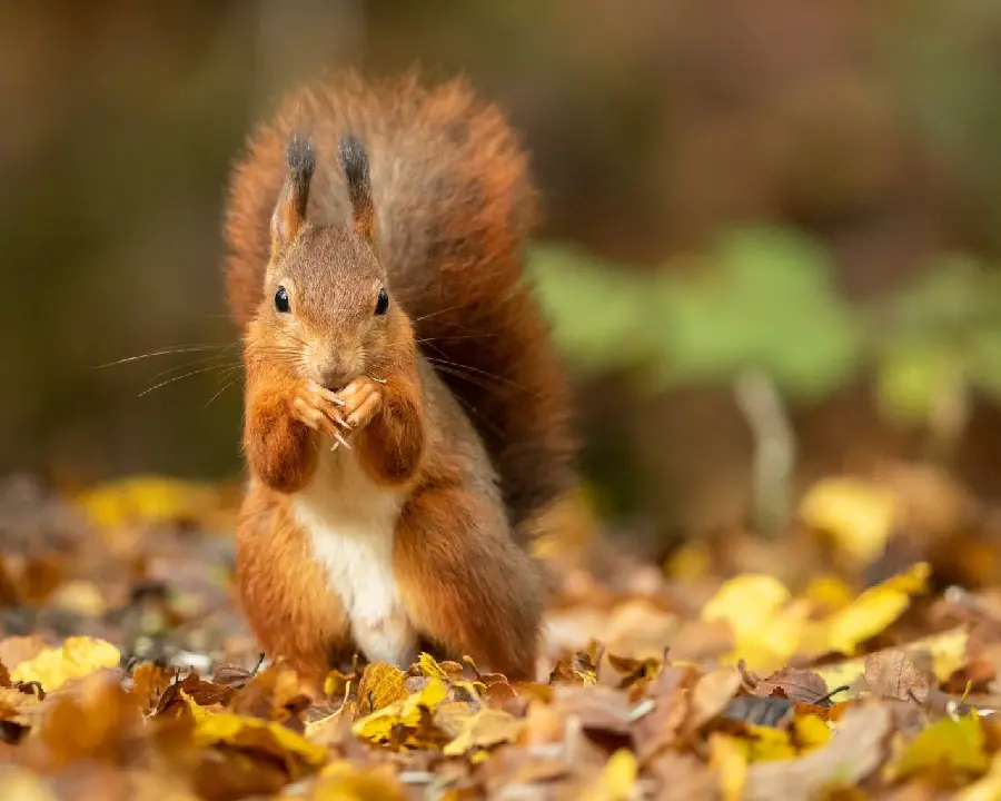 Very great stock photo of red squirrel in autumn weather