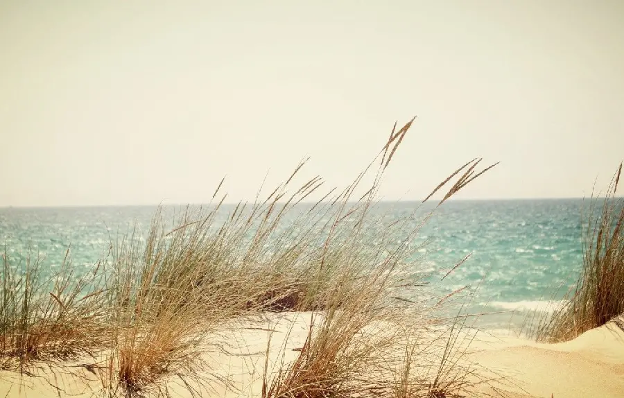 Download beach grass wallpaper for laptop and computer 