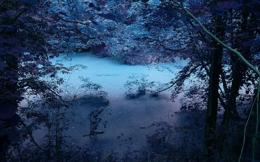 Strange and scary photo of dense trees in foggy weather 