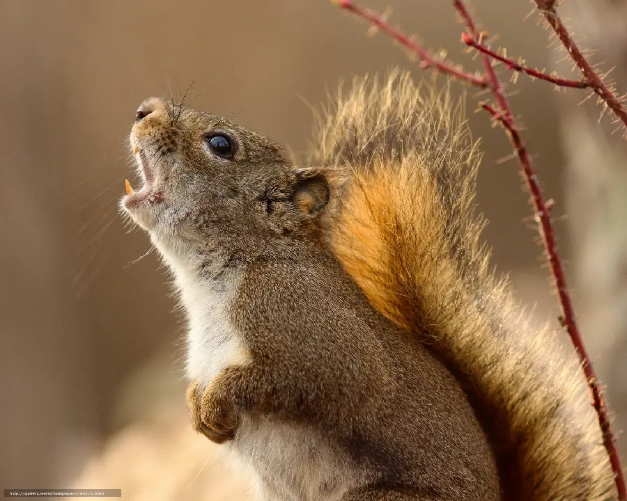 Stock photo of red squirrel calling to its fellows in the wild