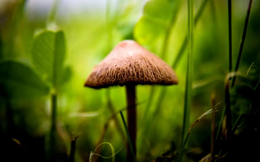 Small mushroom growing in the natural forest 