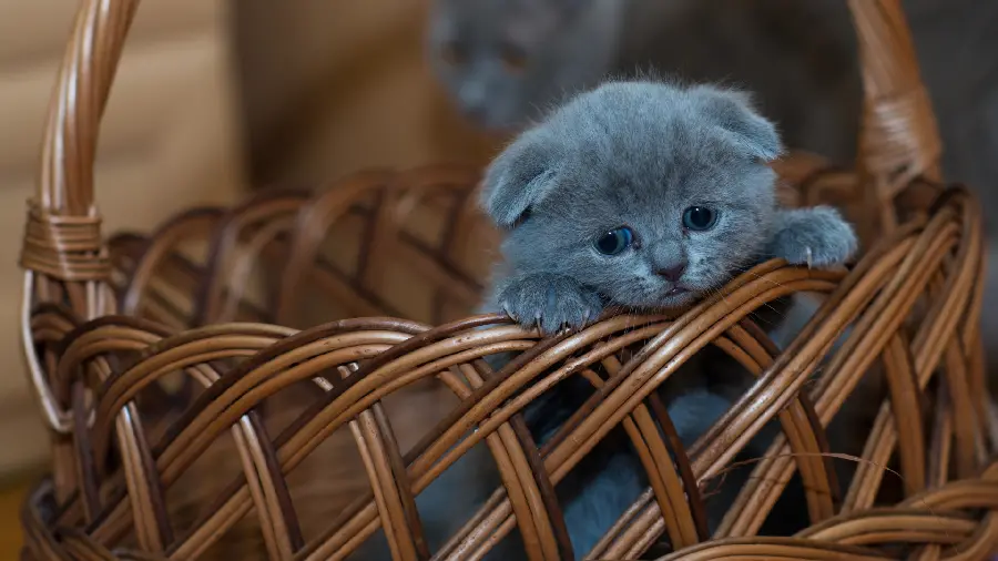 Stock of a gray cat HD for a profile picture 