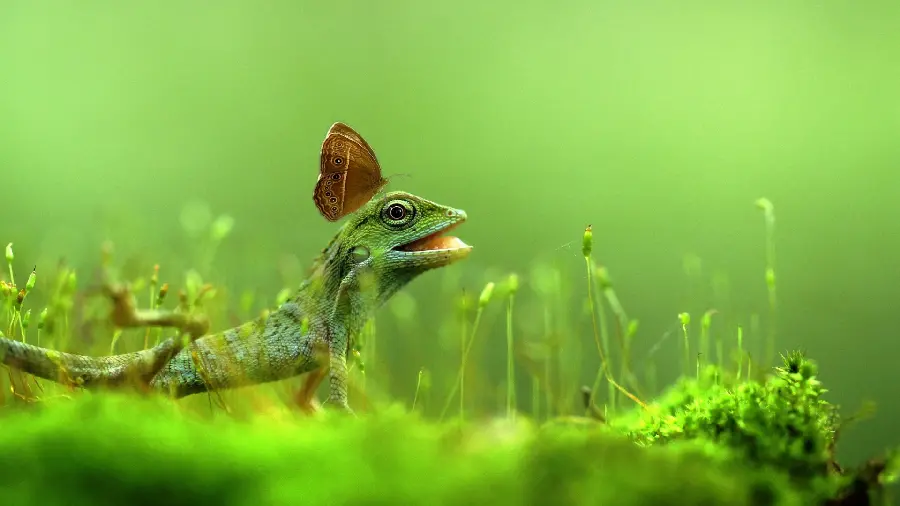 Butterfly Sitting on Lizard's Head HD Wallpaper in the Green Forest