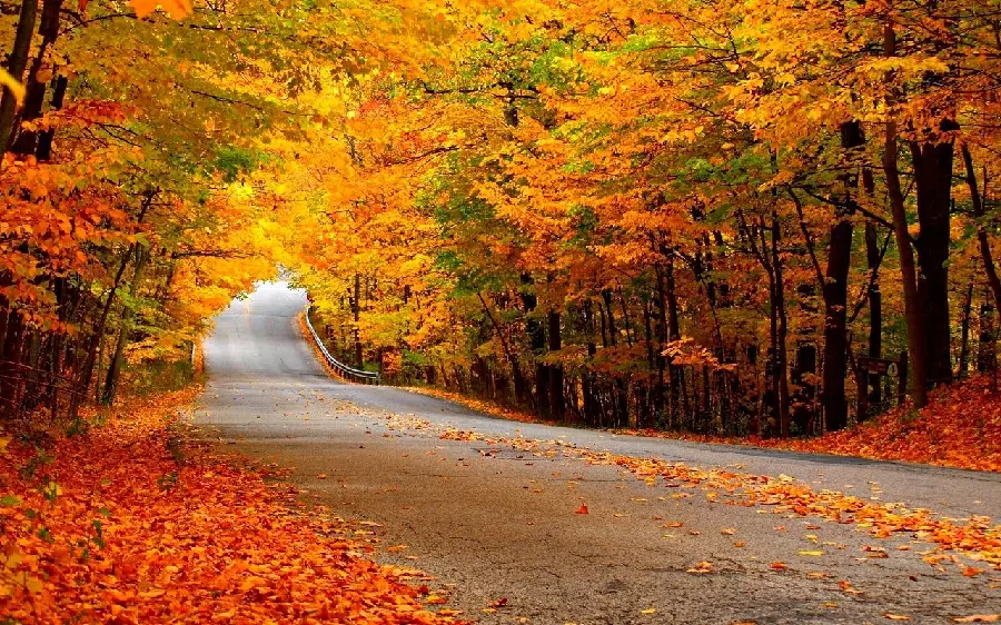 Stock photo of tangled branches and flowers of a thousand colors of a dreamy autumn forest