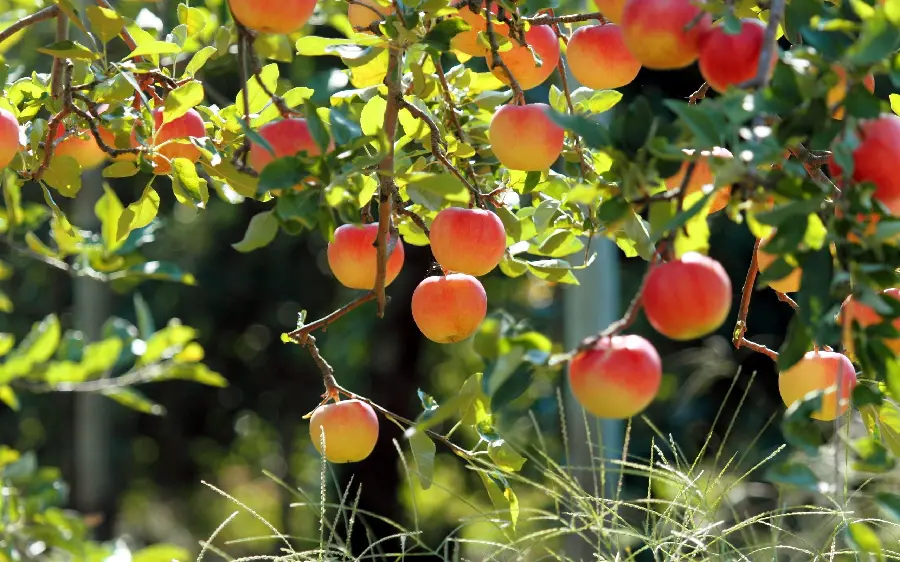 Tree Garden Wallpaper Sweet and delicious peach for use in cyberspace 